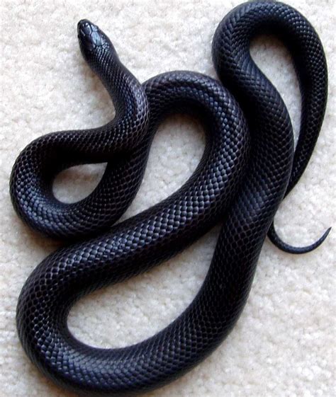 black pet snake